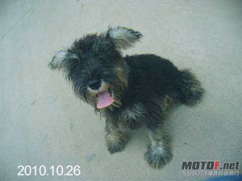 雪纳瑞4个2公2母 1000一个   4个2800