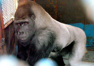 代友出哈雷款 铁马400