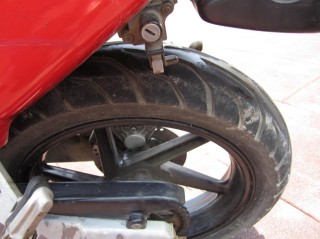 广州代友售精神NSR靓猫