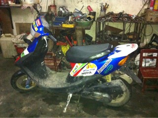 高要金利出老虎狗一只