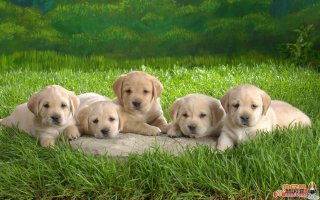 ====广东省信宜市出售YAMAHA09 R6一辆52888====