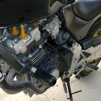 惠州地区出售小黄蜂