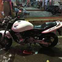 广东阳江售黄蜂600