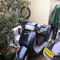 花都代友出售几辆绵羊  注明是代友 一切与本人无关