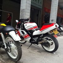 韶关地区出售50周年纪念版花3XV