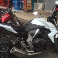 广东梅州出售新净大黄蜂和精神鹦鹉