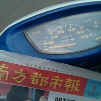 广州出售精神ZX34期绵羊仔