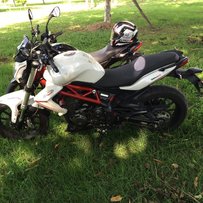 顺德大良放小白龙300