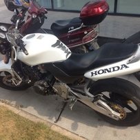 清远出售黄蜂600