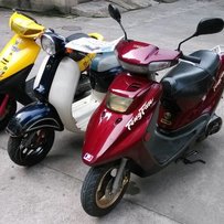 江门会城代友出售几台羊仔