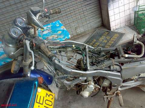 佛山西樵出售海狮尸体