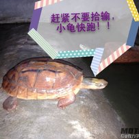 扒鸡X2X，本田龟