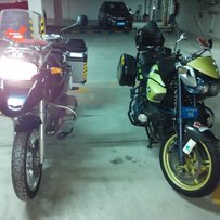 东莞塘厦出两只马